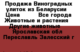 Продажа Виноградных улиток из Беларусии › Цена ­ 250 - Все города Животные и растения » Другие животные   . Ярославская обл.,Переславль-Залесский г.